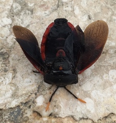 Dinidor impicticollis