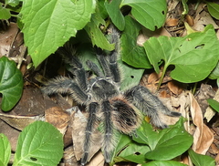 Lasiodora