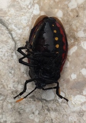 Dinidor impicticollis