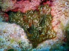 Lebrunia neglecta