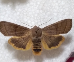 Orbona fragariae