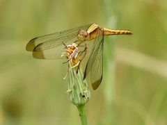 Erythrodiplax atroterminata