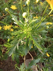 Euryops chrysanthemoides