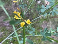 Acmispon watsonii