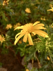Euryops chrysanthemoides