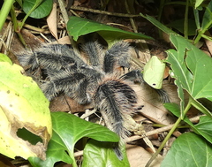 Lasiodora