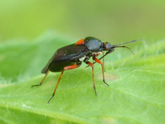 Deraeocoris ribauti
