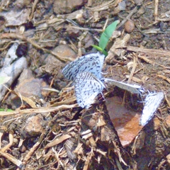 Leptotes cassius cassius