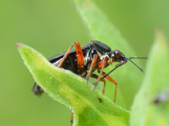 Deraeocoris ribauti
