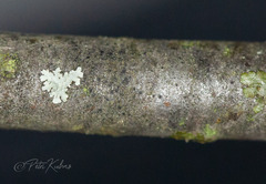 Naetrocymbe punctiformis