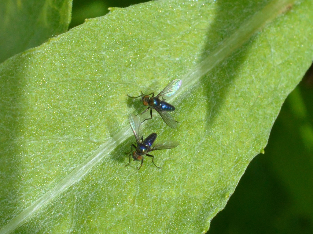 Chrysotus laesus