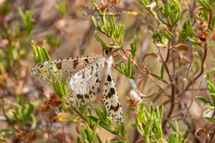 Palpares libelluloides