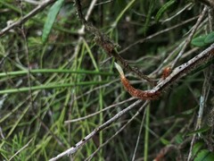 Microgramma vacciniifolia