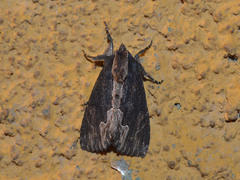 Dypterygia scabriuscula