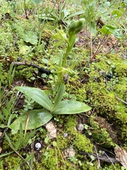 Ophrys lutea galilaea