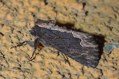 Dypterygia scabriuscula