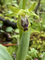Ophrys lutea galilaea