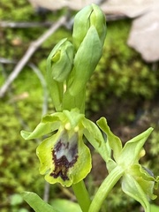 Ophrys lutea galilaea