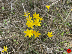 Narcissus cavanillesii