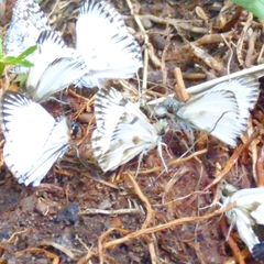 Heliopetes omrina
