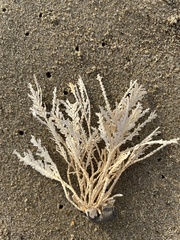 Calliarthron tuberculosum