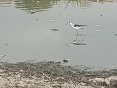 Himantopus himantopus