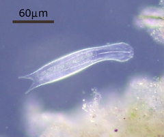 Chaetonotinae