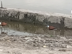 Actophilornis africanus