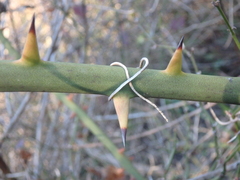 Smilax excelsa