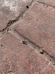 Pogonomyrmex rugosus