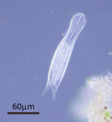 Chaetonotinae