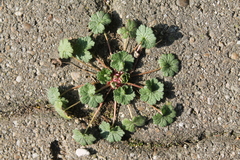 Geranium pusillum
