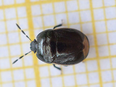 Legnotus limbosus