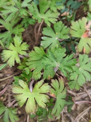 Geranium carolinianum