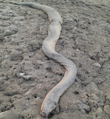 Hydrophis schistosus