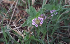 Lantana megapotamica