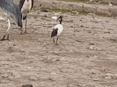 Threskiornis aethiopicus