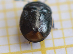Legnotus limbosus