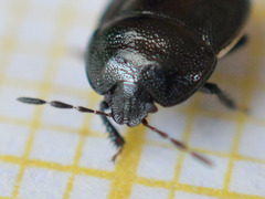 Legnotus limbosus