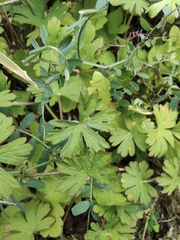Geranium carolinianum