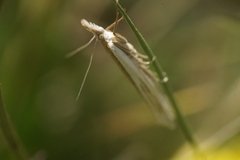 Fernandocrambus