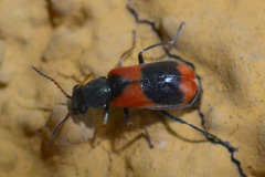 Anthocomus equestris