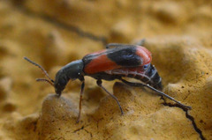 Anthocomus equestris
