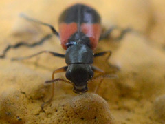 Anthocomus equestris