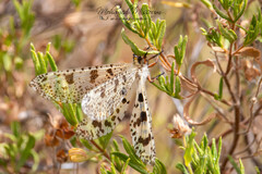 Palpares libelluloides