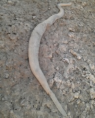 Hydrophis schistosus