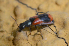 Anthocomus equestris