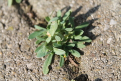 Holosteum umbellatum