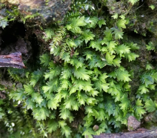 pošvatec tisolistý (Fissidens taxifolius)