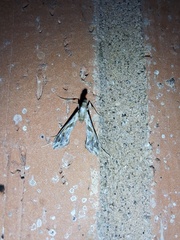 Lineodes